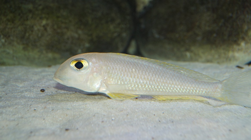 Xenotilapia boulengeri 'Kigoma'